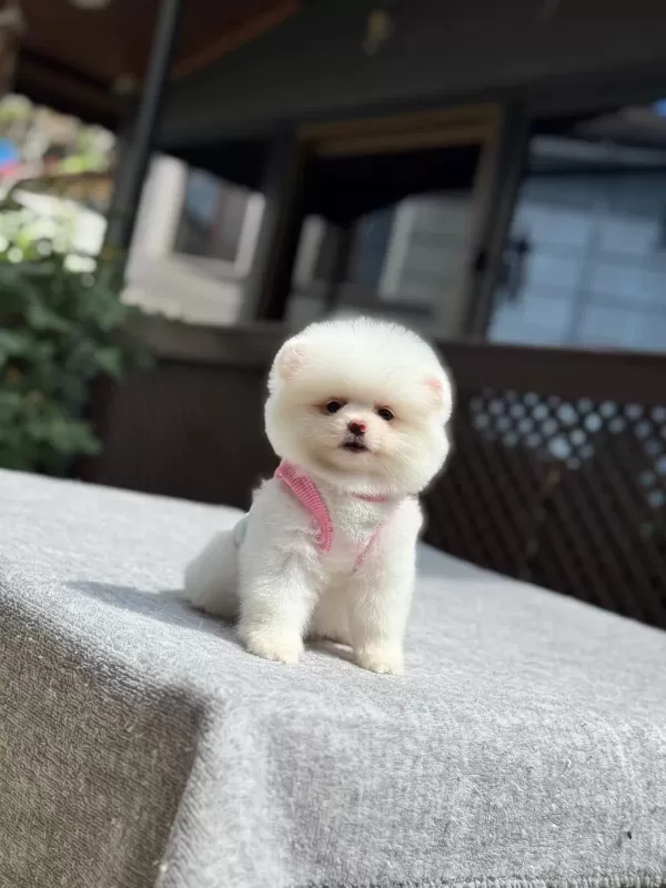 Sağlik Ve İrk Garantili Pomeranian