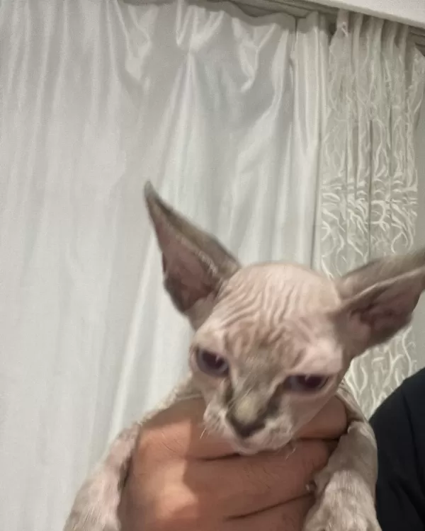 Sağlıklı Ve Oyuncu Sphynx (tüysüz) Yavrumuza Yeni Yuva