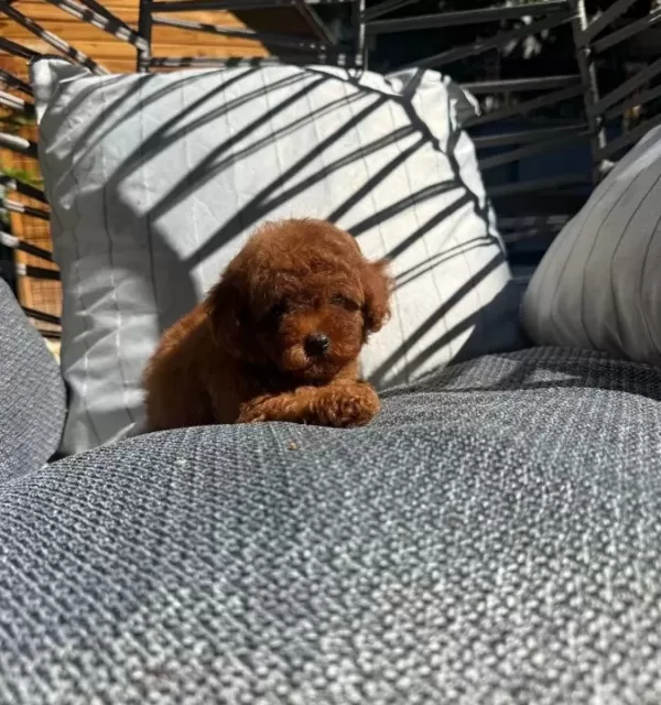 Micro Kore Poodle Yavrularımız
