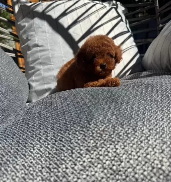 Micro Kore Poodle Yavrularımız