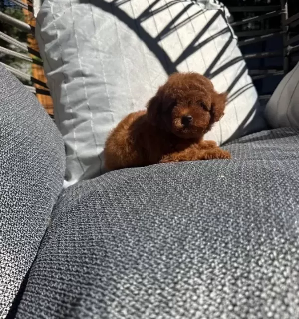 Micro Kore Poodle Yavrularımız