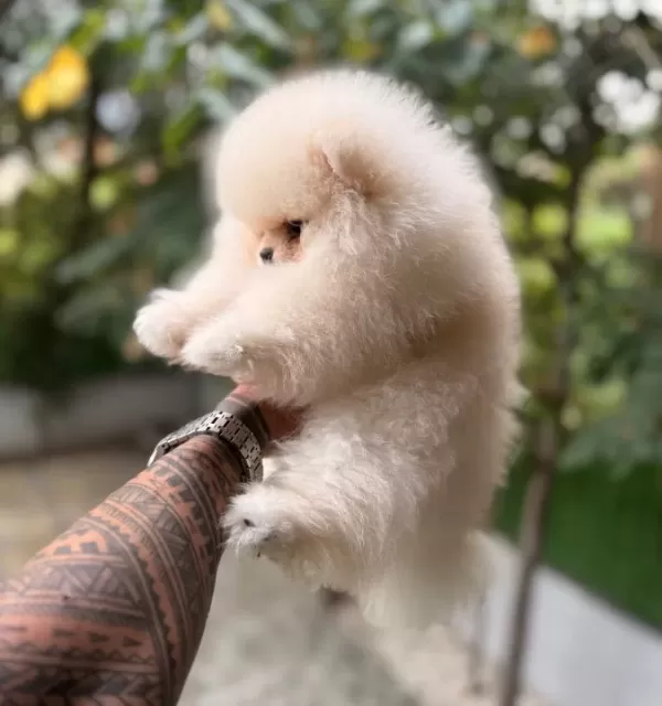 Villamızdan Pomeranian Boo Yavrularımız