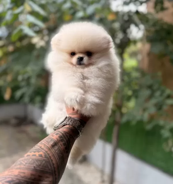 Villamızdan Pomeranian Boo Yavrularımız