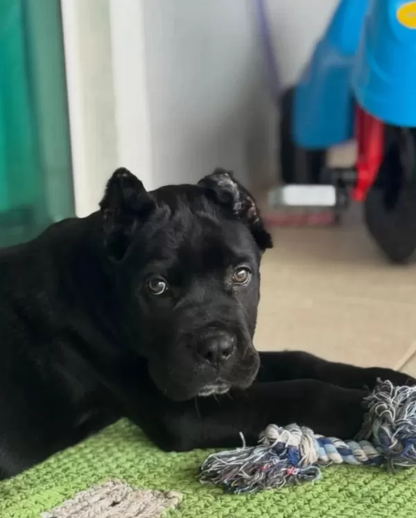 Cane Corso Bebekler Sağlık Ve İrk Garantili Teslim