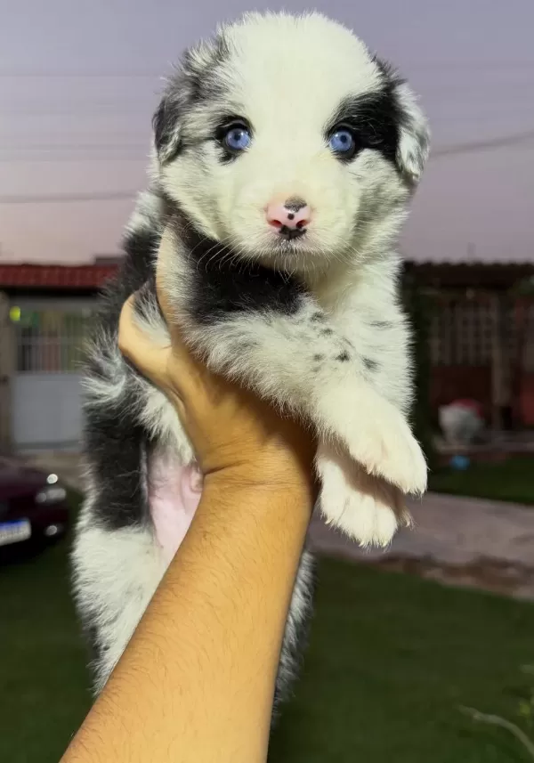 Border Collie Bebekler Sağlık Ve İrk Garantili Teslim