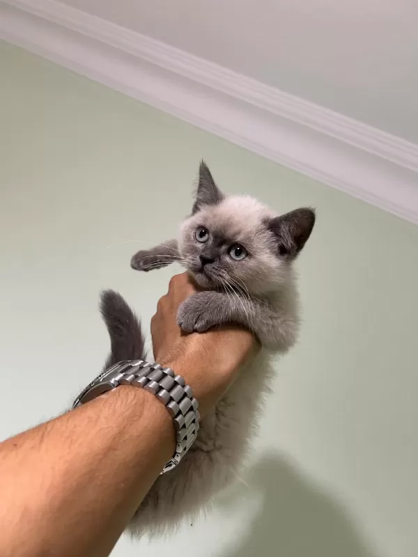 British Shorthair Blue Point