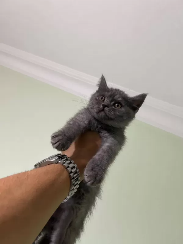 British Shorthair Blue Point