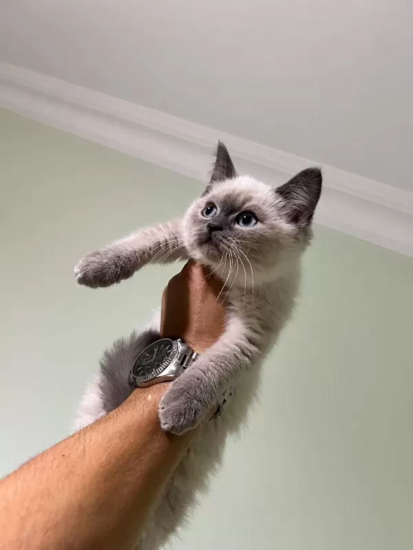 British Shorthair Blue Point