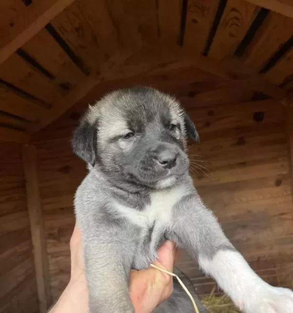 Safkan Kangal Soy Belli Yavrular