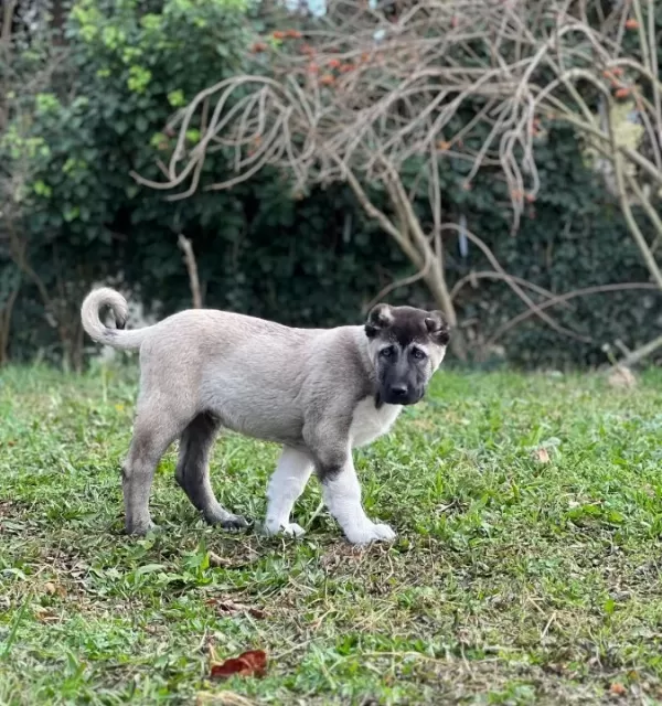 Safkan Kangal Soy Belli Yavrular