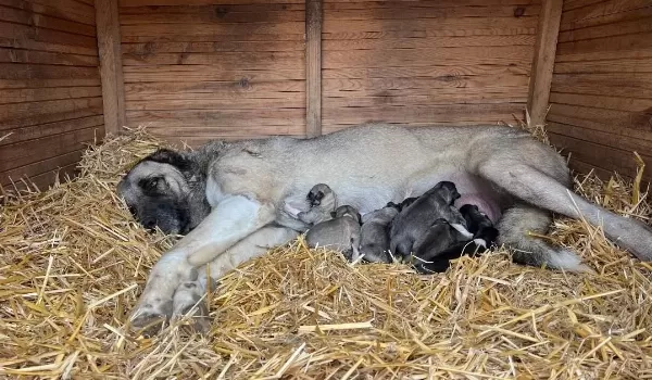 Safkan Kangal Soy Belli Yavrular