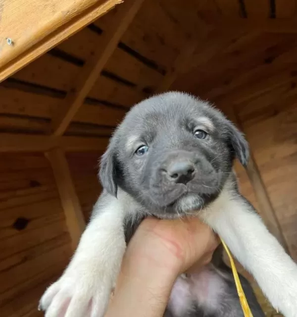 Safkan Kangal Soy Belli Yavrular