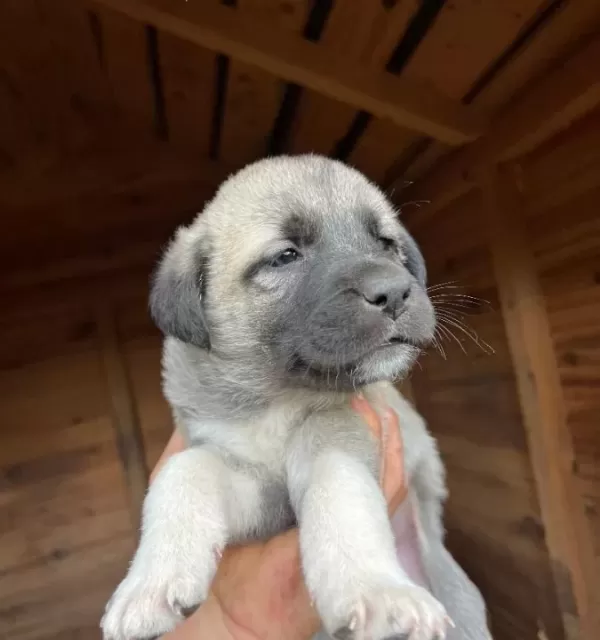 Safkan Kangal Soy Belli Yavrular