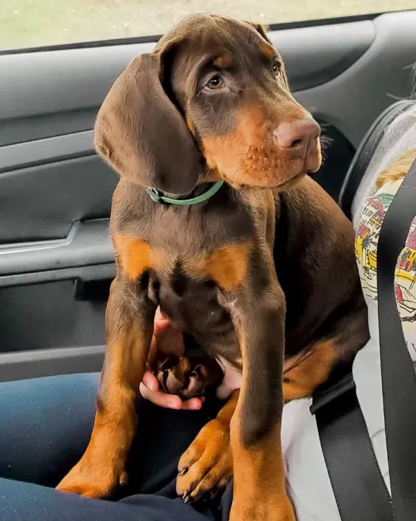 Dolandırılmaya Son Her Yerden Elden Teslim Doberman