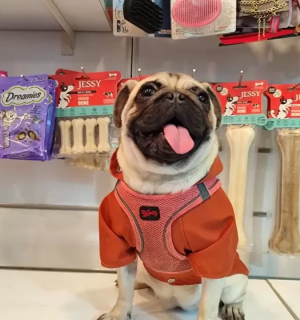 Zeka Küpü Safkan Pug Moobs Kiz
