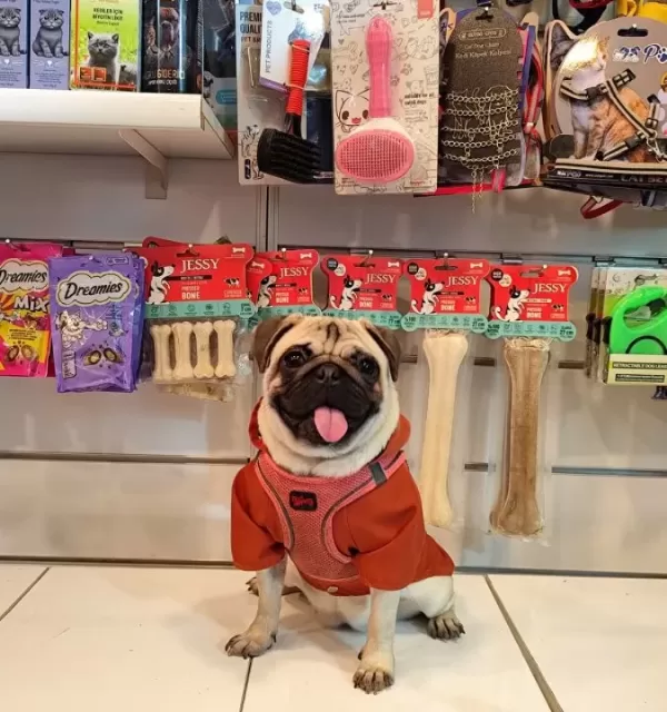 Zeka Küpü Safkan Pug Moobs Kiz