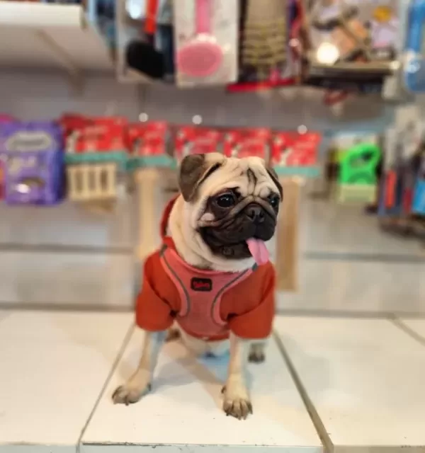 Zeka Küpü Safkan Pug Moobs Kiz