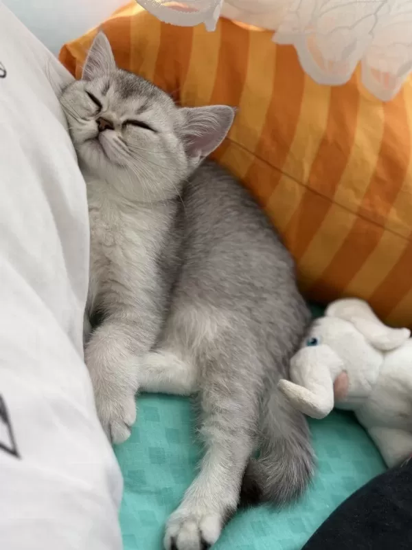 British Shorthair Kızımız