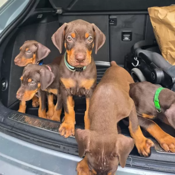 Can Dostunuz Cane Doberman Kapıda Ödeme Mevcuttur