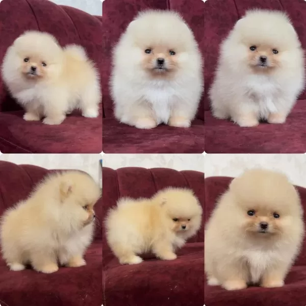 Sağlik Ve İrk Garantili Pomeranian