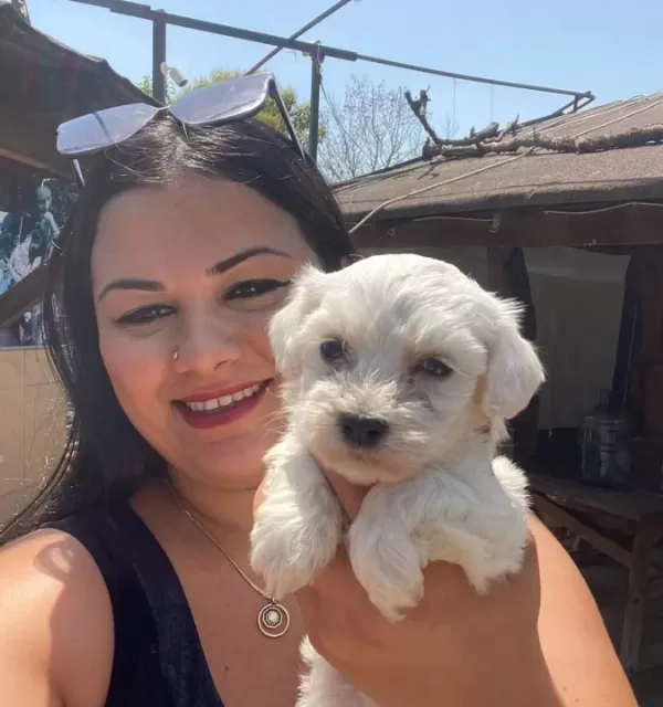 Pamuk Gibi Safkan Maltese Terrier Yavrular