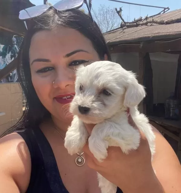 Pamuk Gibi Safkan Maltese Terrier Yavrular