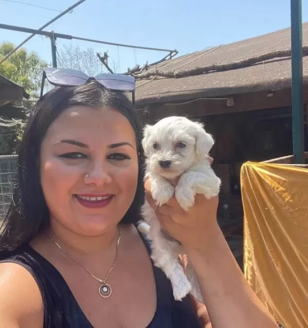 Pamuk Gibi Safkan Maltese Terrier Yavrular