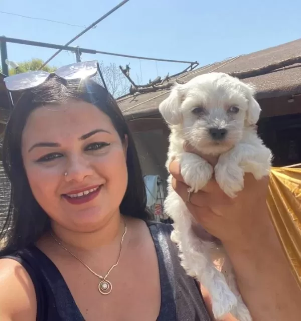 Pamuk Gibi Safkan Maltese Terrier Yavrular