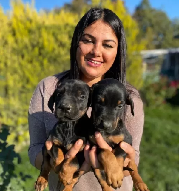 Safkan Doberman Yavrularimiz