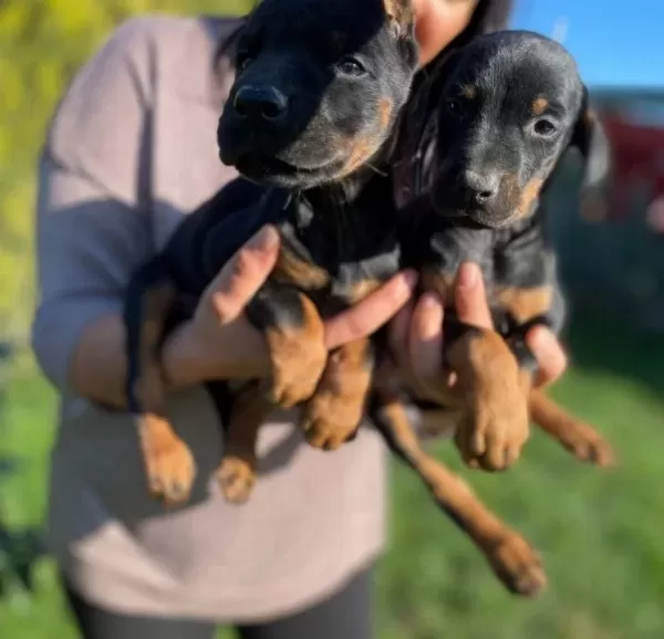 Safkan Doberman Yavrularimiz