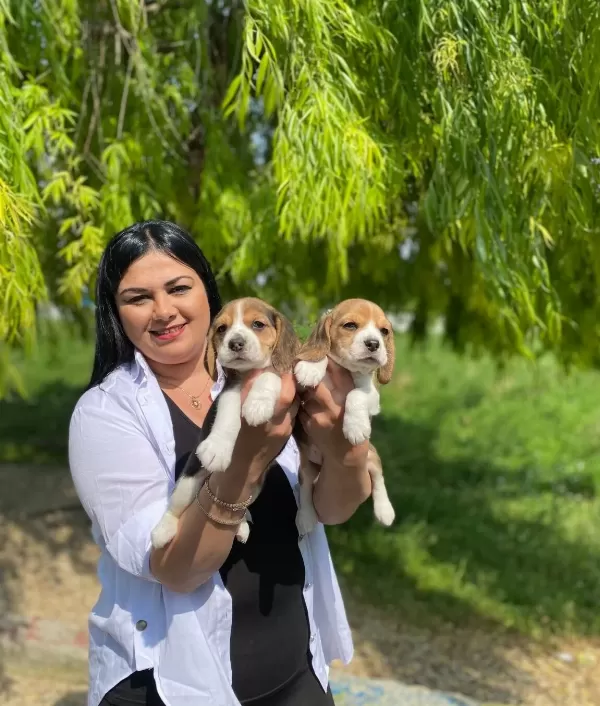 Karakterli Ve Enerjik Formda Safkan Beagle Yavruları