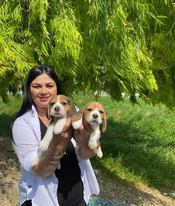 Karakterli Ve Enerjik Formda Safkan Beagle Yavruları