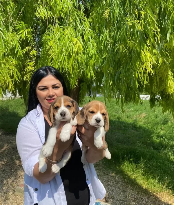 Karakterli Ve Enerjik Formda Safkan Beagle Yavruları