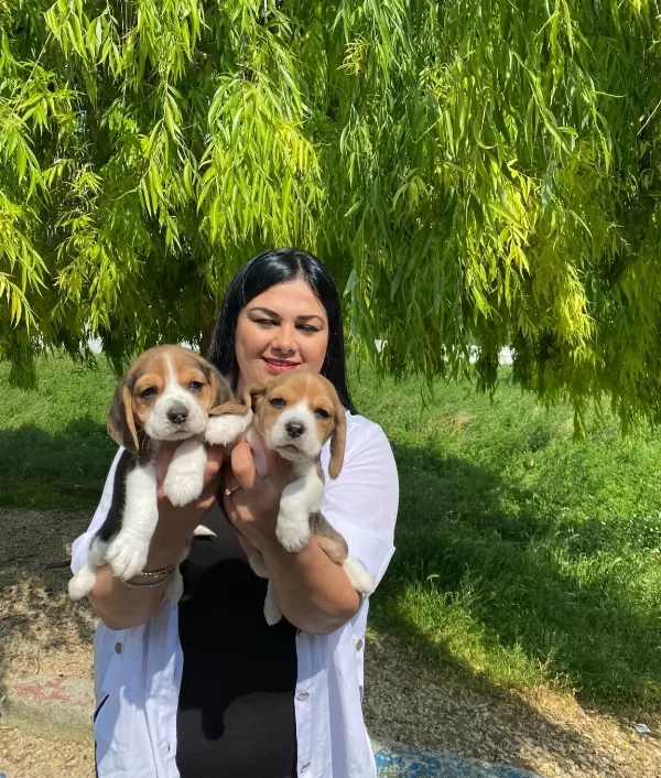 Karakterli Ve Enerjik Formda Safkan Beagle Yavruları