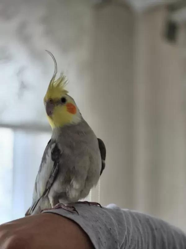 Erkek Sultan Papağanı Asil Cins Kızgın