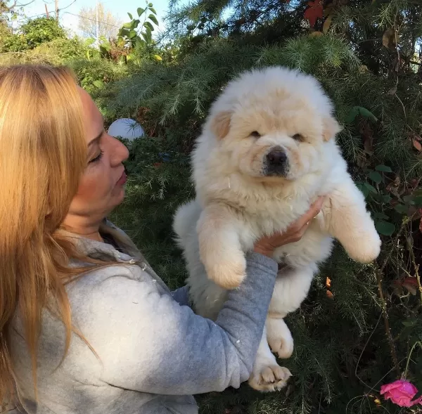 Irk Garantili Mükemmel Chow Chow Yavrularımız