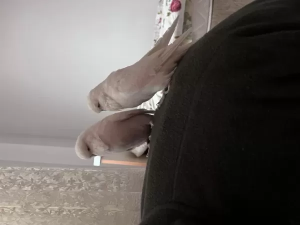 Sağlıklı Beyaz Muhabbet Kuşu