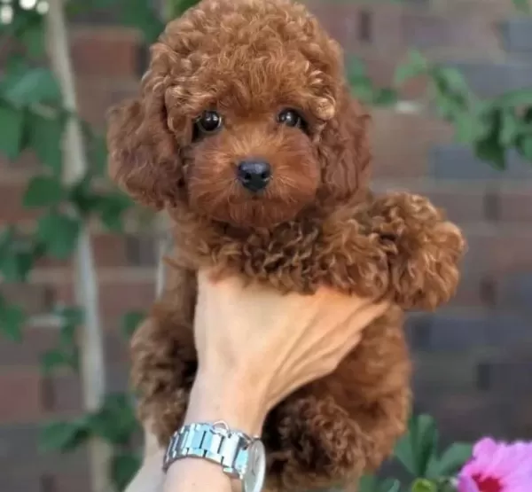 Toy Poodle Bebekler