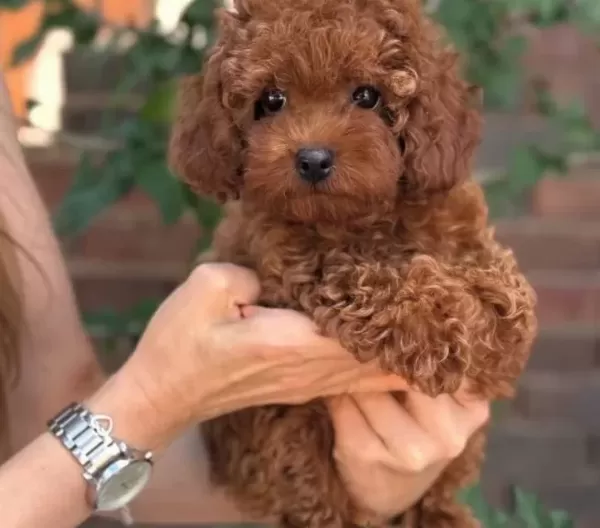 Toy Poodle Bebekler