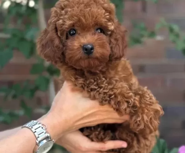 Toy Poodle Bebekler