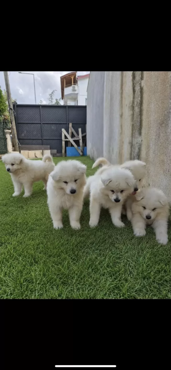 Harika Samoyed Bebekler