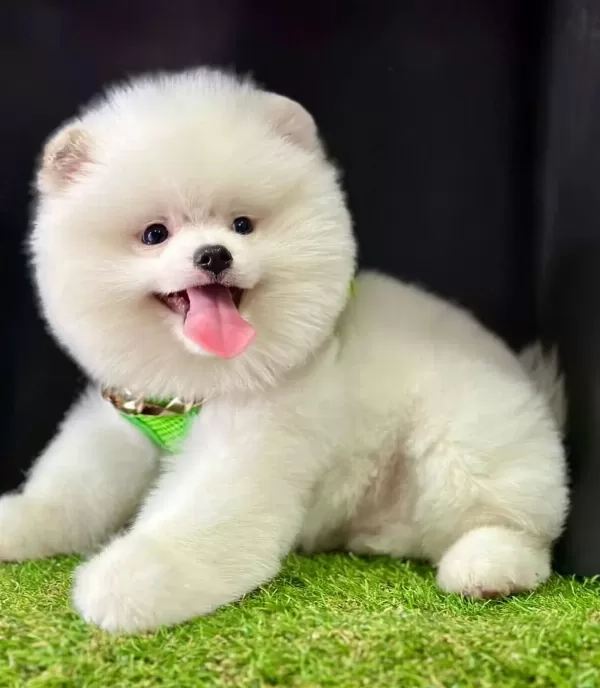 Pomeranian Boo Ayicik Surat Bebeklerimiz