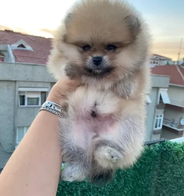Orange Pomerian Boo