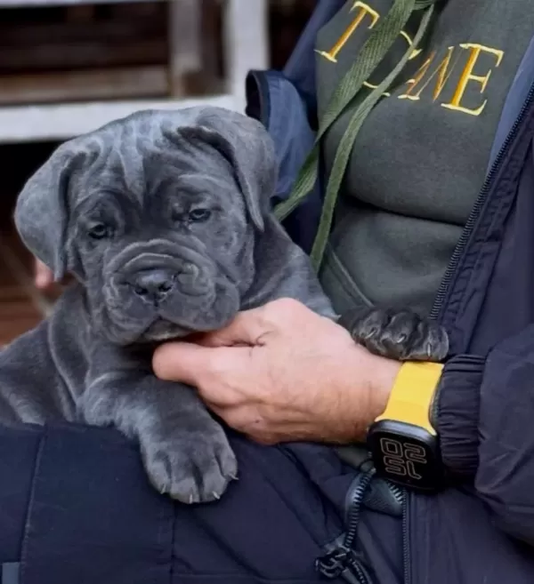 Can Dostunuz Cane Corso Kapıda Ödeme Mevcuttur