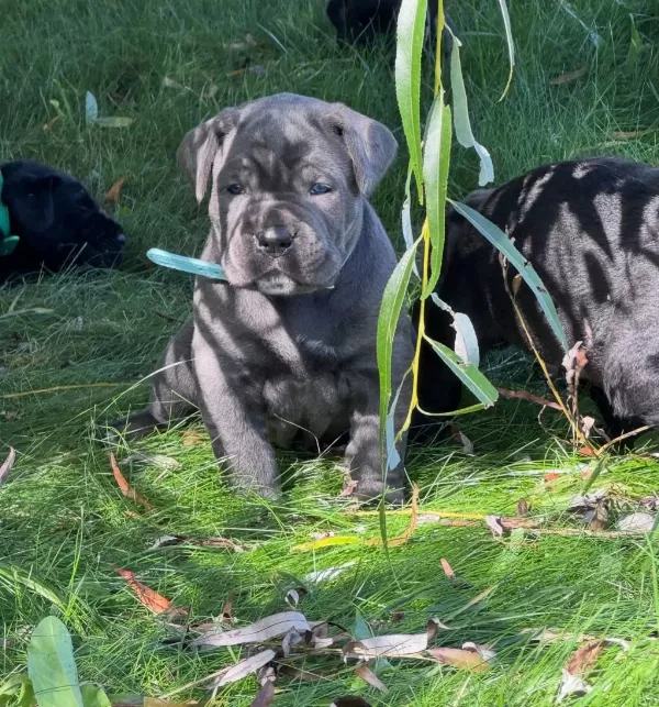 Can Dostunuz Cane Corso Kapıda Ödeme Mevcuttur