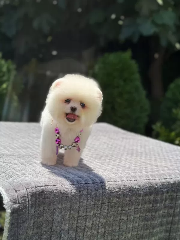 Sağlik Ve İrk Garantili Pomeranian