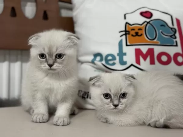 Ankarada Ziyatere Açık Scottish Fold Yavrularımız
