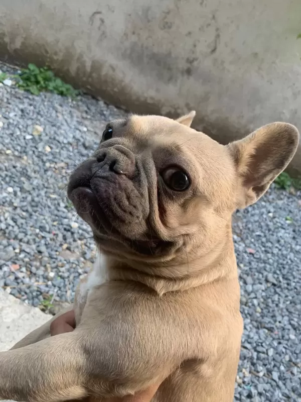 1 Yaşinda Fransiz Bulldog
