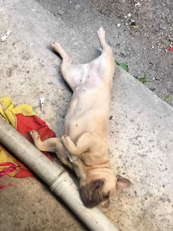 1 Yaşinda Fransiz Bulldog