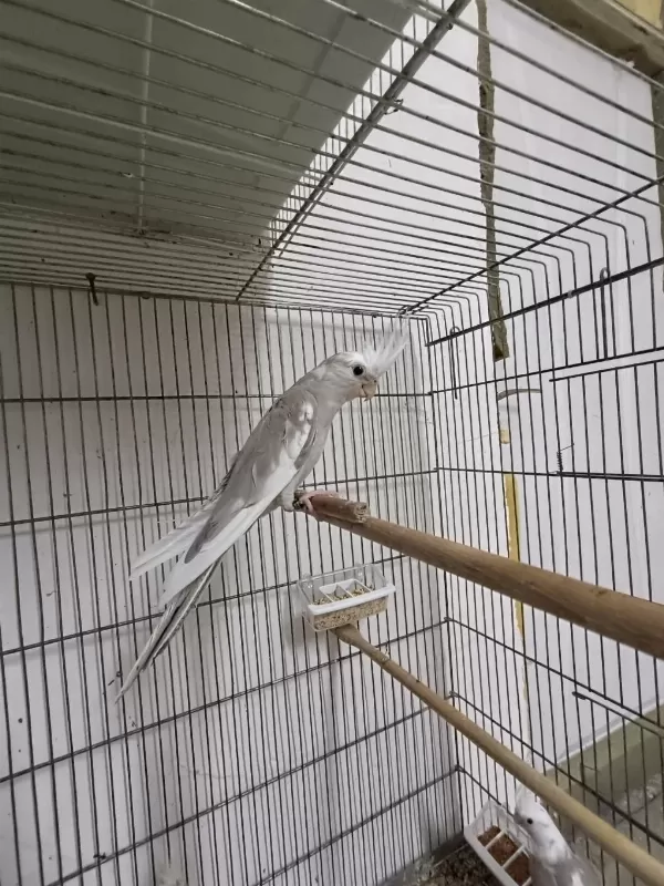 Wf Cinnamon Pied 2 Aylık Sultan Papağanı Yeme Düştü